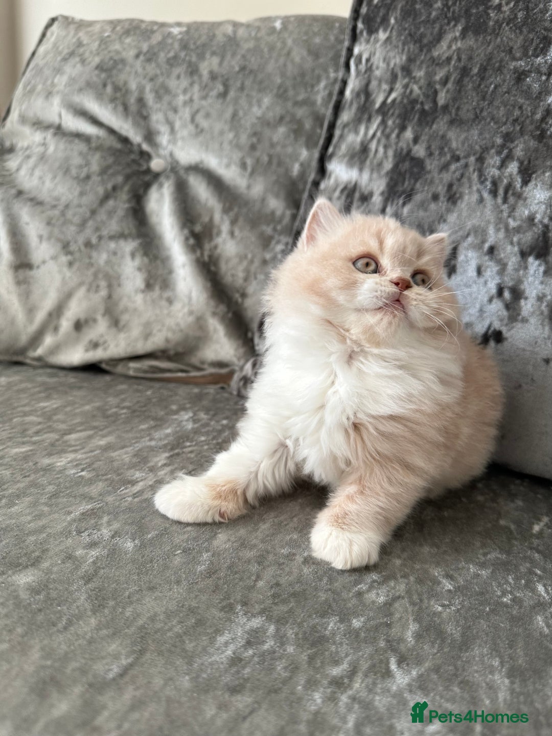 British Shorthair cats for sale:  🦁 Stunning Registered BSH /BLH Champion Lines 🦁 - Image 16