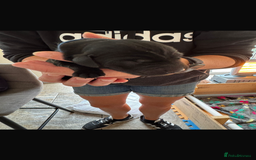 Labrador Retriever dogs for sale: KC reg Labrador pups - Image 2
