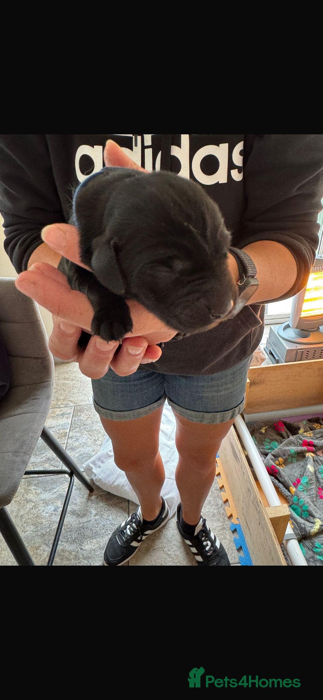Labrador Retriever dogs for sale: KC reg Labrador pups - Image 2