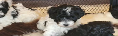 Yorkiepoo Puppy 2