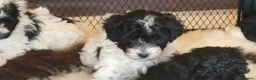 Yorkiepoo dogs for sale: Yorkiepoos Stunning litter from Licensed Breeder  - Advert 8