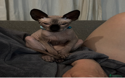 Sphynx cats for sale: Blue point male sphynx  - Image 1