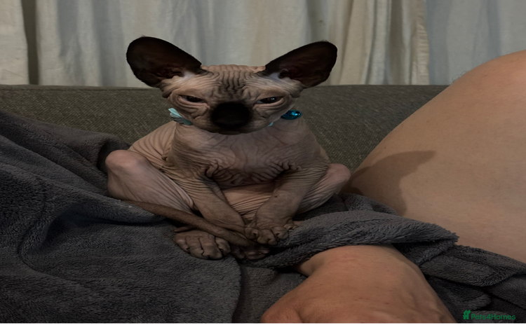 Sphynx cats - Advert 3
