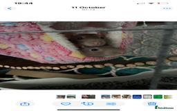 Rat rodents for sale: 2 Female rats - Free - Image 2