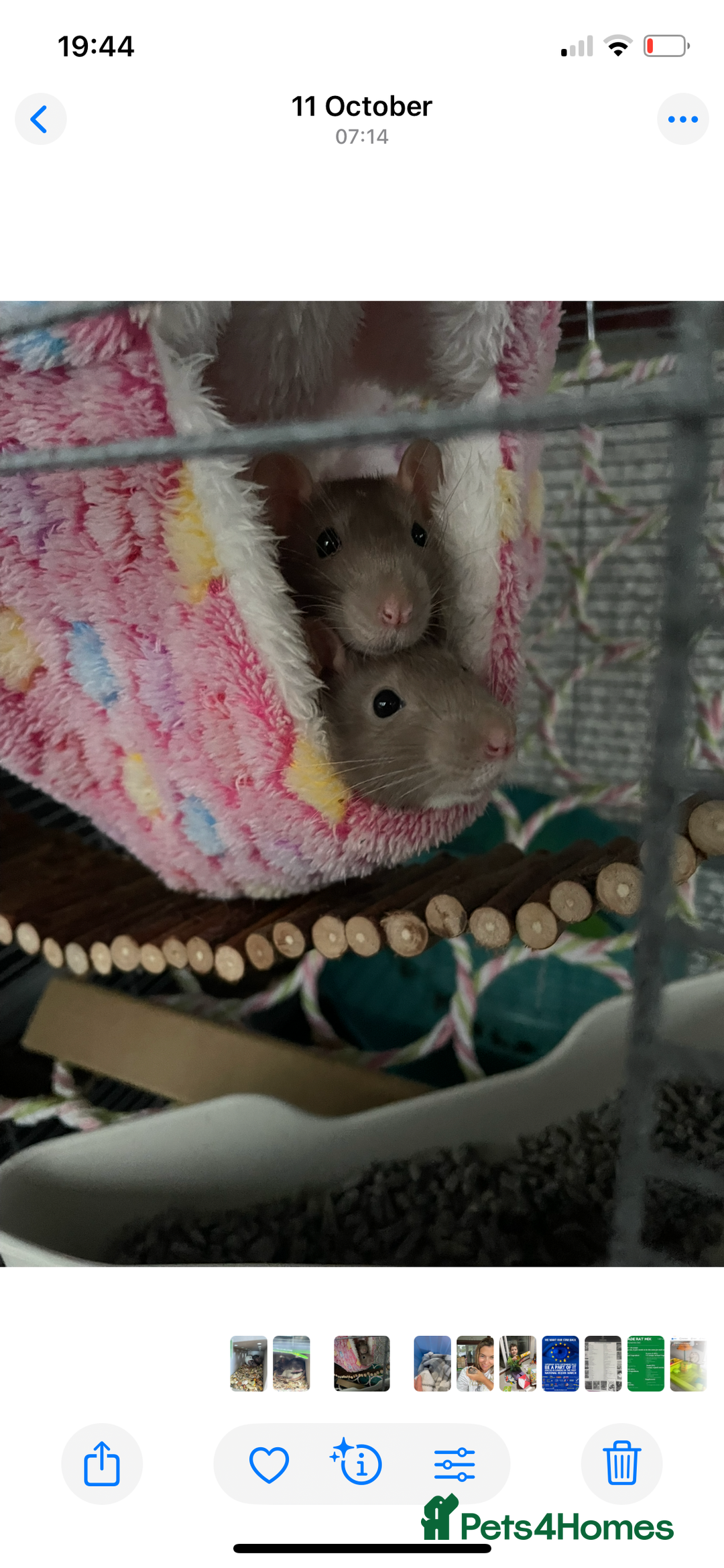 Rat rodents for sale: 2 Female rats - Free - Image 2