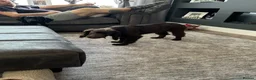 Cocker Spaniel dogs for sale: MeetMilo  - Advert 9