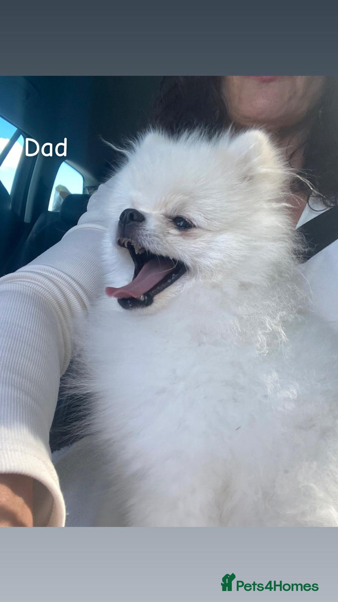 Pomeranian dogs for sale: 4 beautiful Pomeranians available for reservation - Advert 19