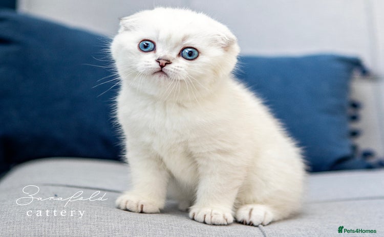 Scottish Fold cats - Advert 6