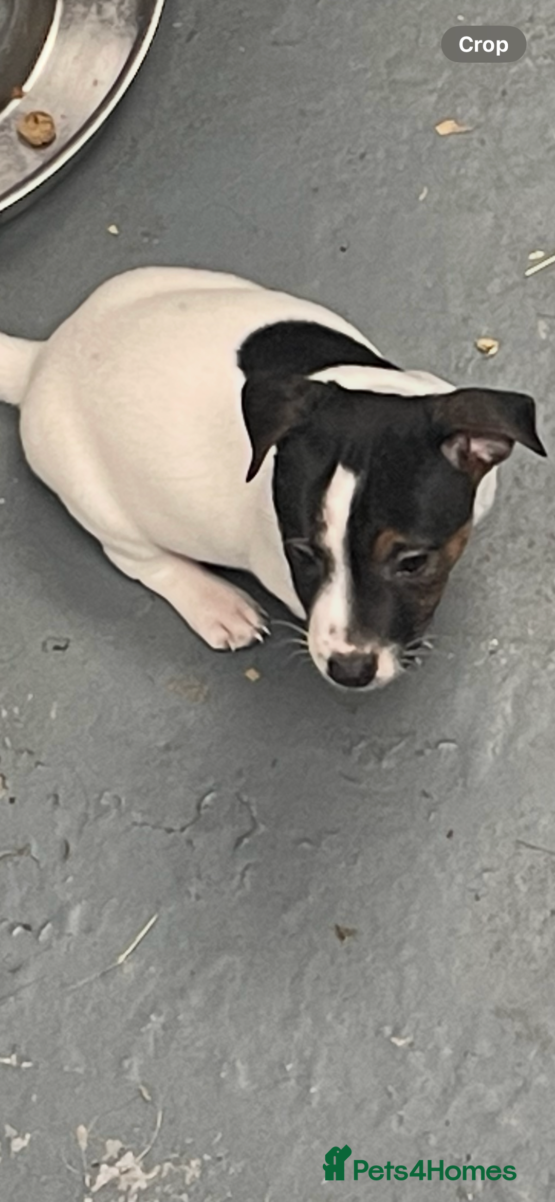 Jack Russell dogs for sale: Pure Jack Russell Puppies for sale  - Image 12