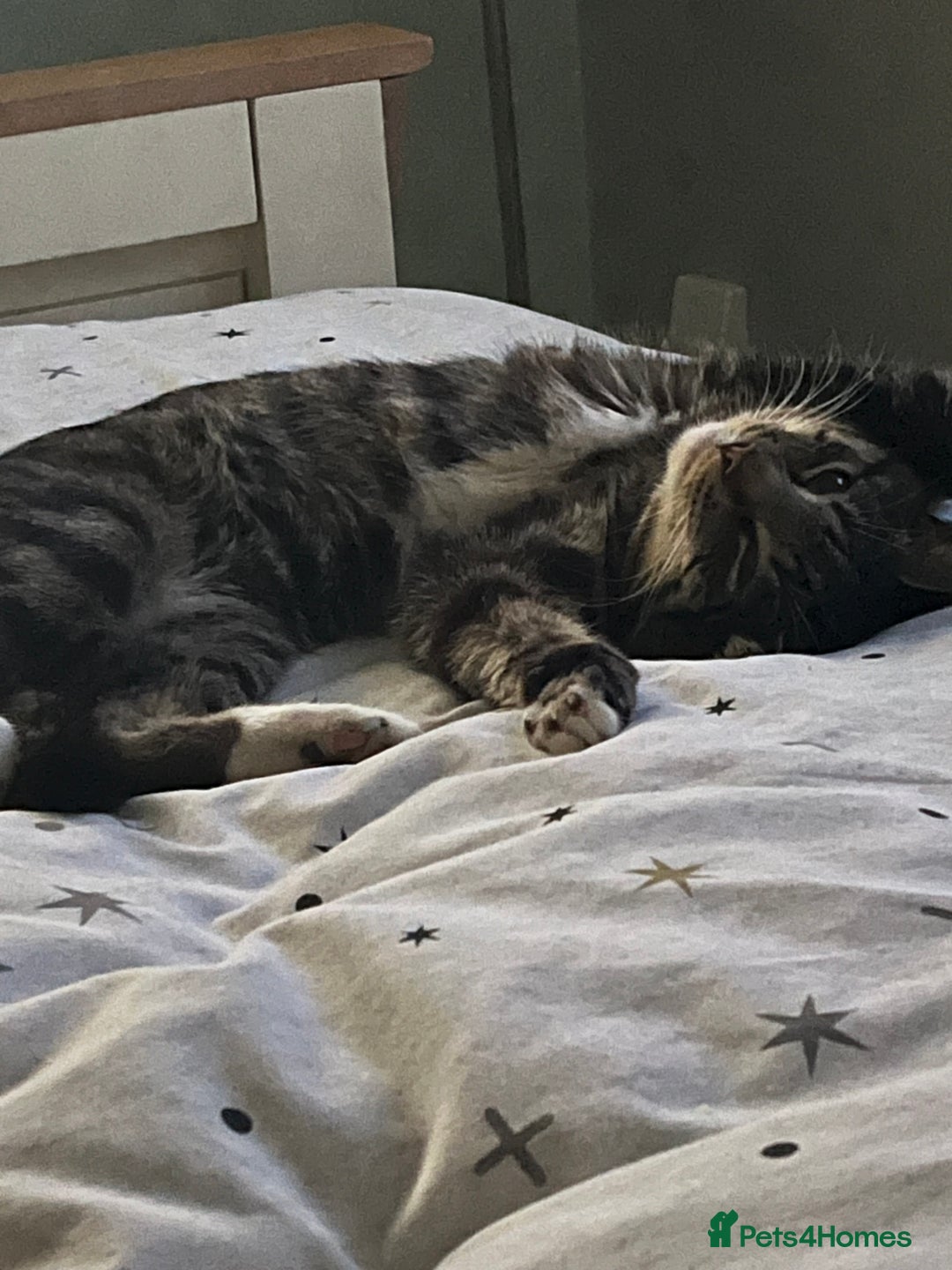 British Shorthair cats for sale: Harry  - Advert 4