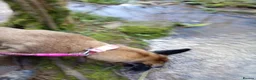 Belgian Shepherd Dog dogs for sale: Looking for a new home - Advert 6
