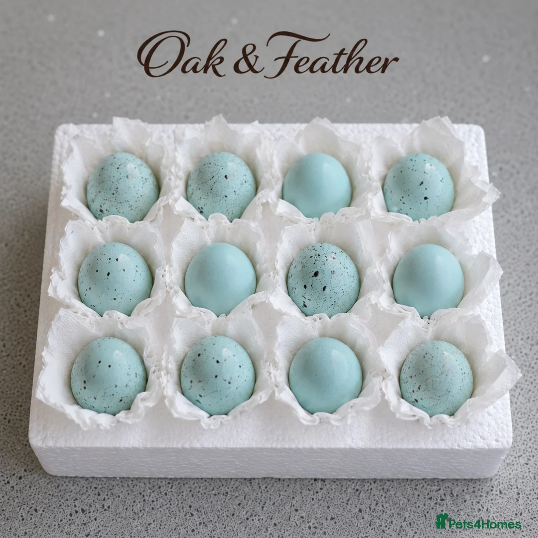 Quail poultry for sale: Premium Celadon Quail Hatching Eggs Vibrant Blue - Advert 1