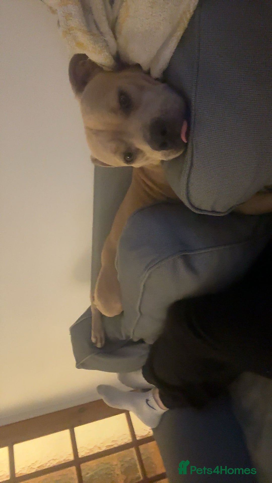 Staffordshire Bull Terrier dogs for sale: Staffordshire bull terrier  - Advert 2