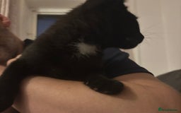 Domestic Shorthair cats for sale: 2 Female Kittens  - Image 17