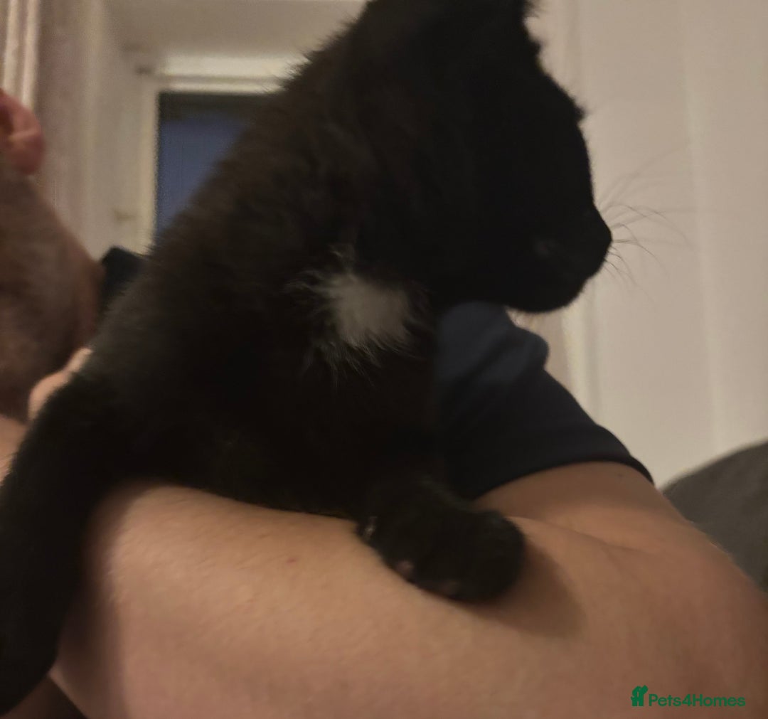 Domestic Shorthair cats for sale: 2 Female Kittens  - Image 17