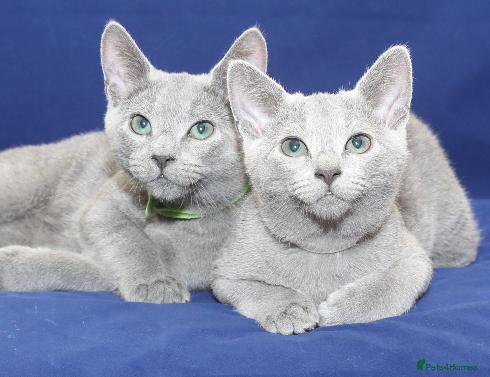 Russian Blue cats Beautiful Russian Blue Kittens  - Advert 1