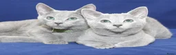 Russian Blue cats for sale: Beautiful Russian Blue Kittens  - Advert 2