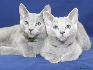 Russian Blue cats Beautiful Russian Blue Kittens - Advert 4