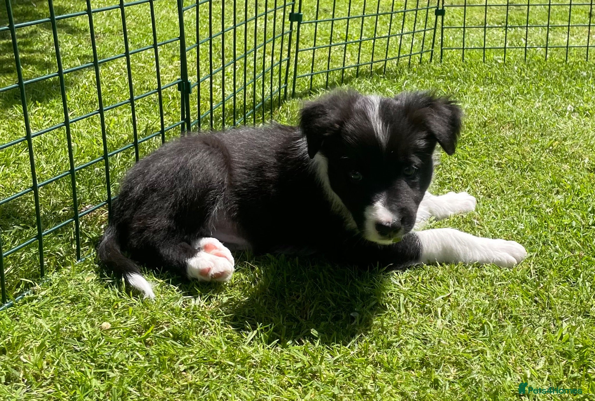 Border Collie dogs Border Collie Puppies  - Advert 2