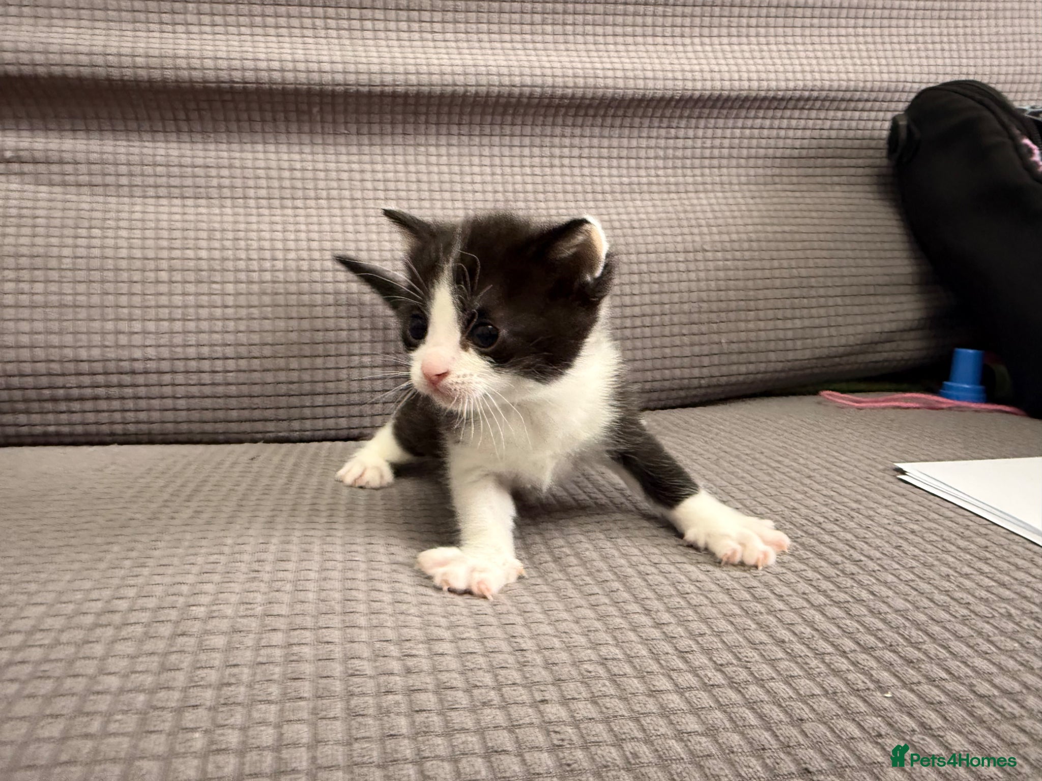 Mixed Breed Kitten 3