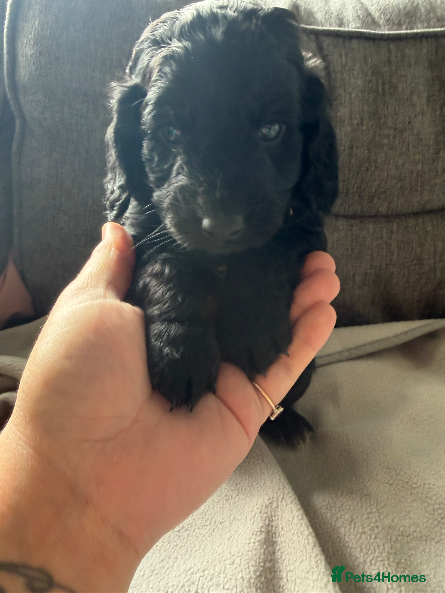 Cockapoo dogs for sale: Beautiful cockapoos - Advert 5