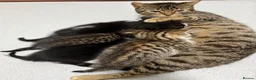 Mixed Breed cats for sale: Bengal cross - Advert 1