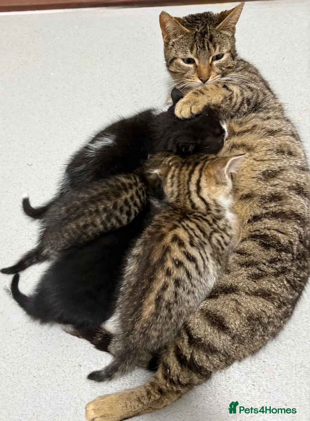 Mixed Breed cats for sale: Bengal cross - Advert 1
