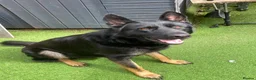 German Shepherd dogs for sale: Bruno German Shepherd  - Advert 7