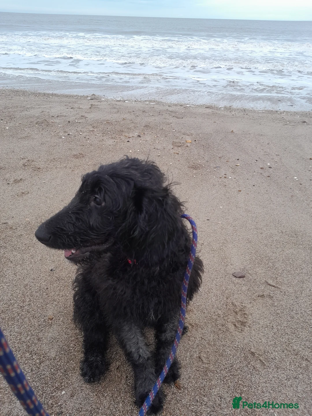 Goldendoodle dogs for sale: Beautiful 7 month doodle puppy - Advert 3