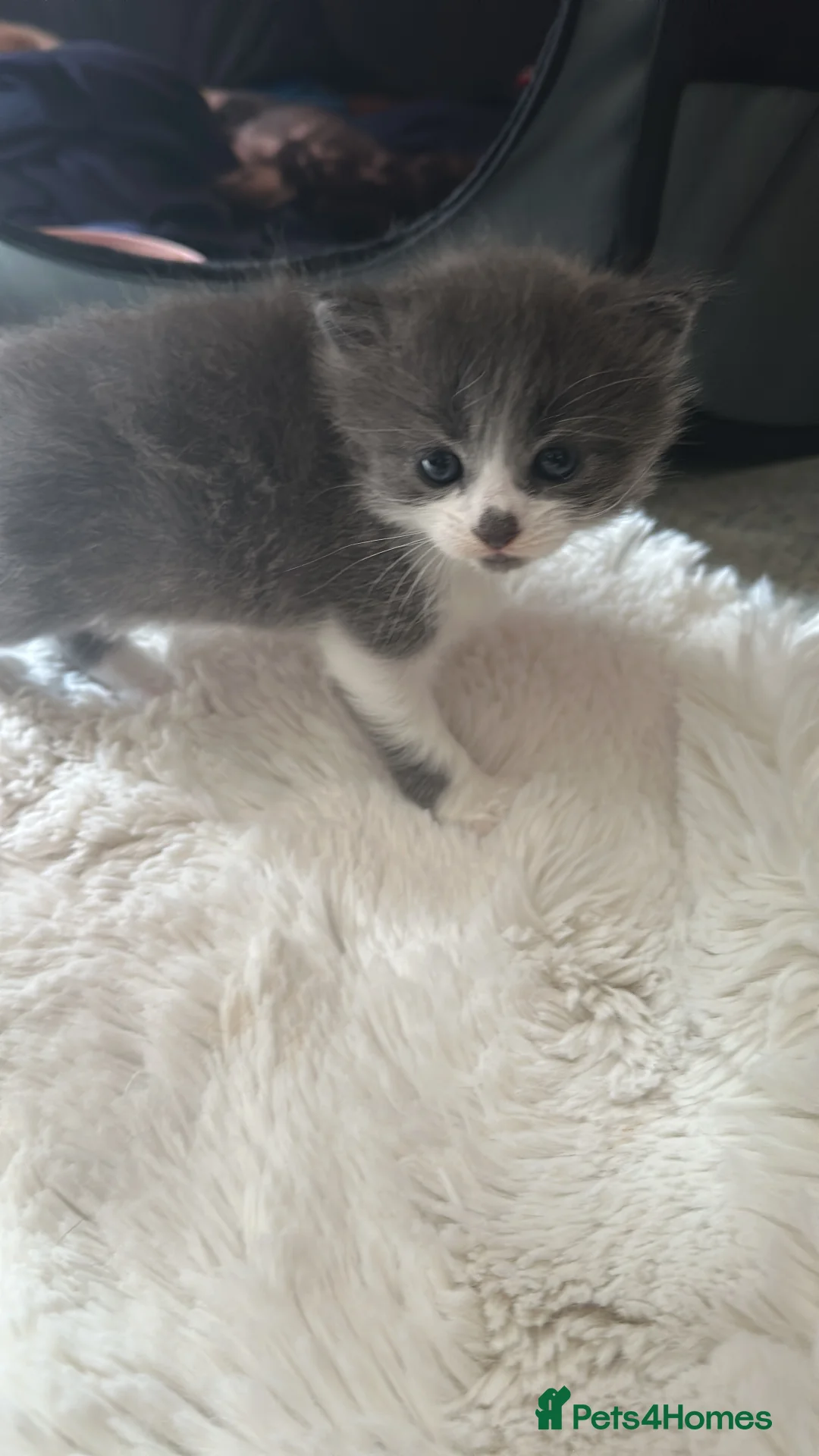 British Shorthair cats for sale: Kitten  - Advert 2