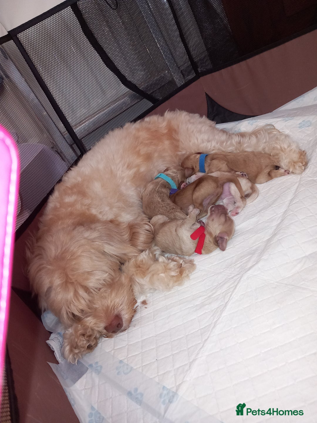 Cockapoo dogs for sale: Beautiful litter of cockapoos - Image 35