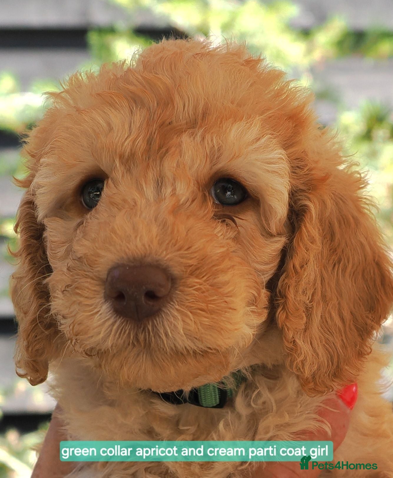 Labradoodle dogs Labradoodles Mini/Midi Multi Gen ready to go ! - Advert 2
