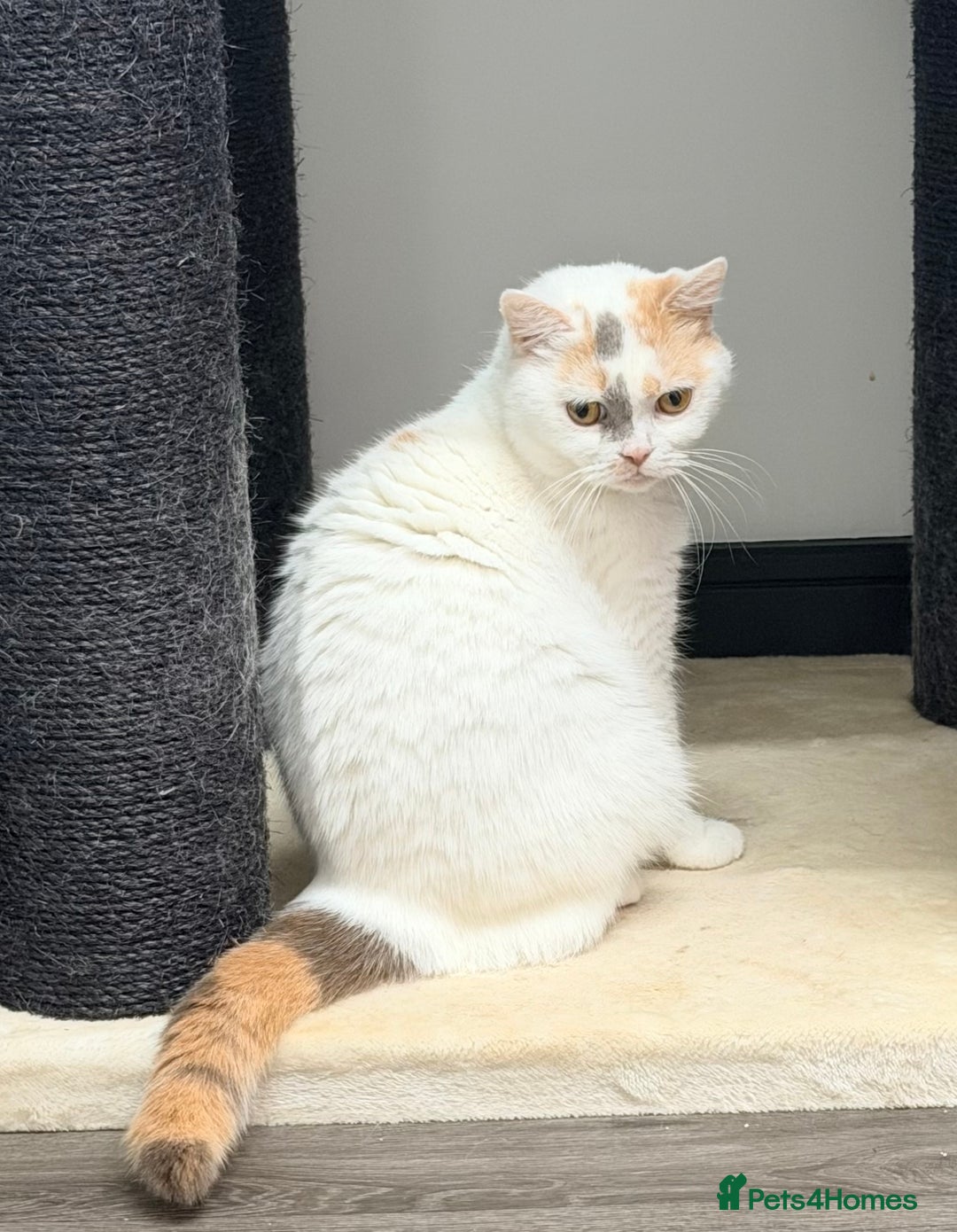 British Shorthair cats for sale: British Shorthair Girls Ready for Forever Homes - Advert 9