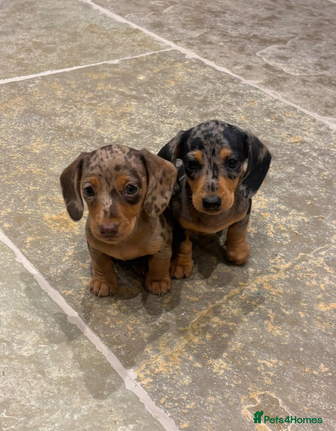 Miniature Dachshund dogs 2 stunning dapple miniature dachshunds  - Advert 3