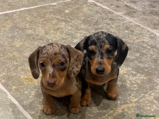 Miniature Dachshund dogs Ready now, 2 stunning dapple miniature dachshunds - Advert 1