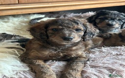 Cockapoo dogs for sale: Fb2 miniature cockapoo - Advert 27