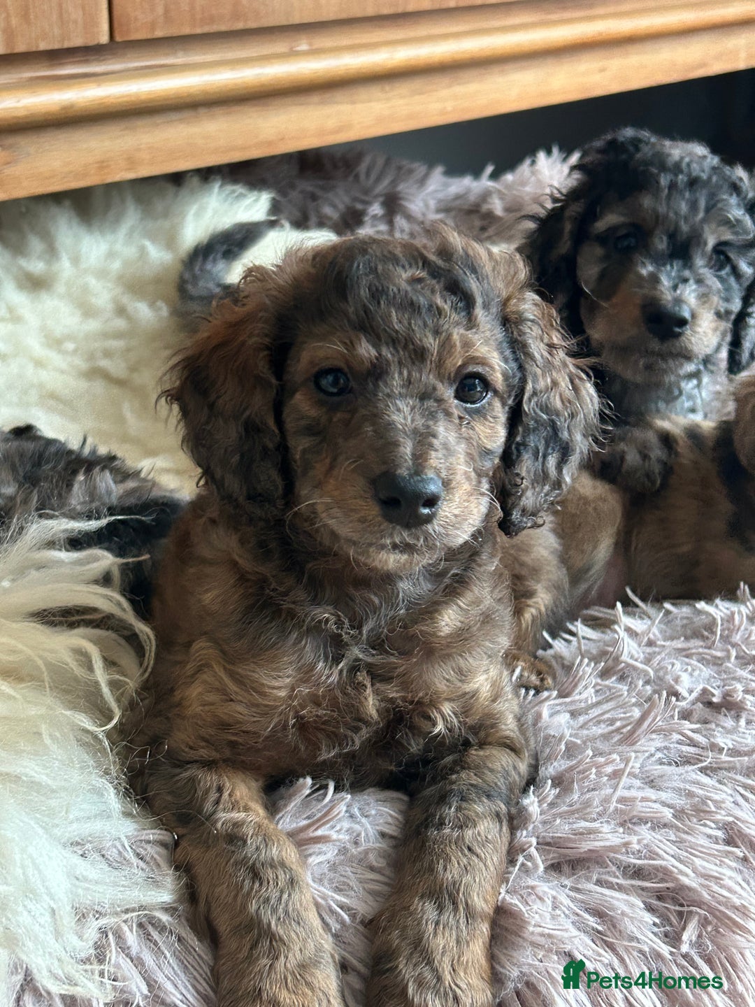 Cockapoo dogs for sale: Fb2 miniature cockapoo - Advert 27