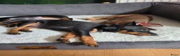 Mixed Breed dogs for sale: Miniature Pinscher Puppies For Sale - Advert 10