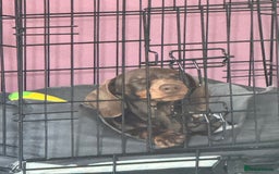 Miniature Dachshund dogs for sale: 4 month old miniature dachshund - Image 3