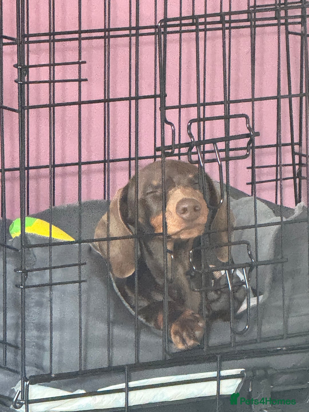Miniature Dachshund dogs for sale: 4 month old miniature dachshund - Image 3