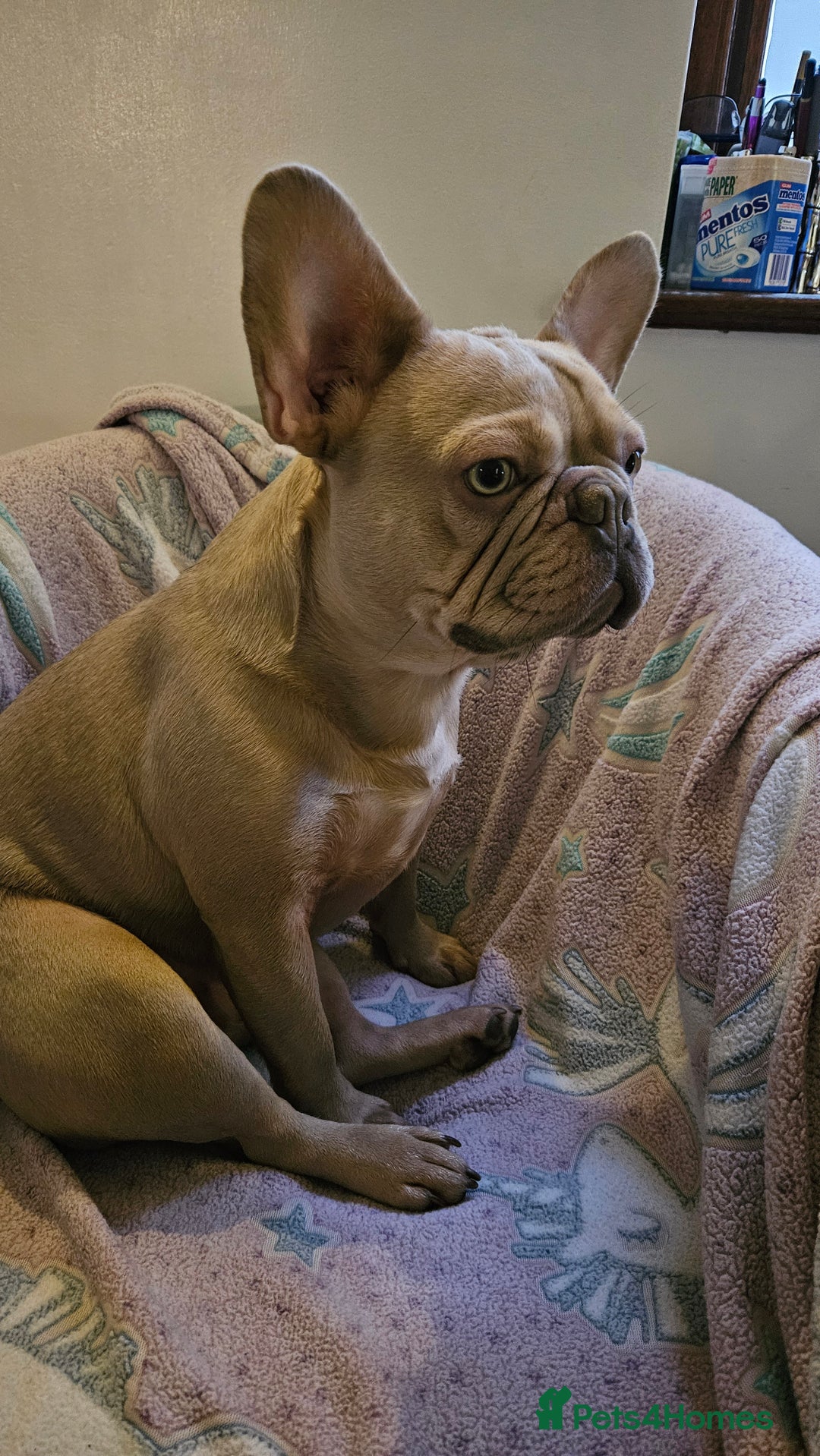 French Bulldog dogs for sale: Adorable Frenchy 2y.o. Essex - Advert 2