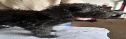 Bedlington Terrier dogs for sale: Exceptional KC Registered Bedlington Terrier puppy - Advert 8