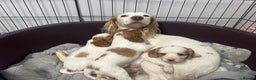 Cockalier dogs for sale: Beautiful Litter of Cavalier King Charles X Cocker - Advert 10