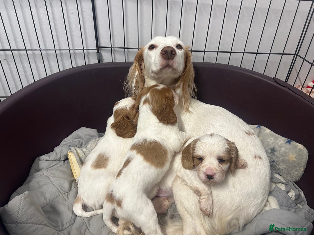 Cockalier dogs for sale: Beautiful Litter of Cavalier King Charles X Cocker - Advert 10