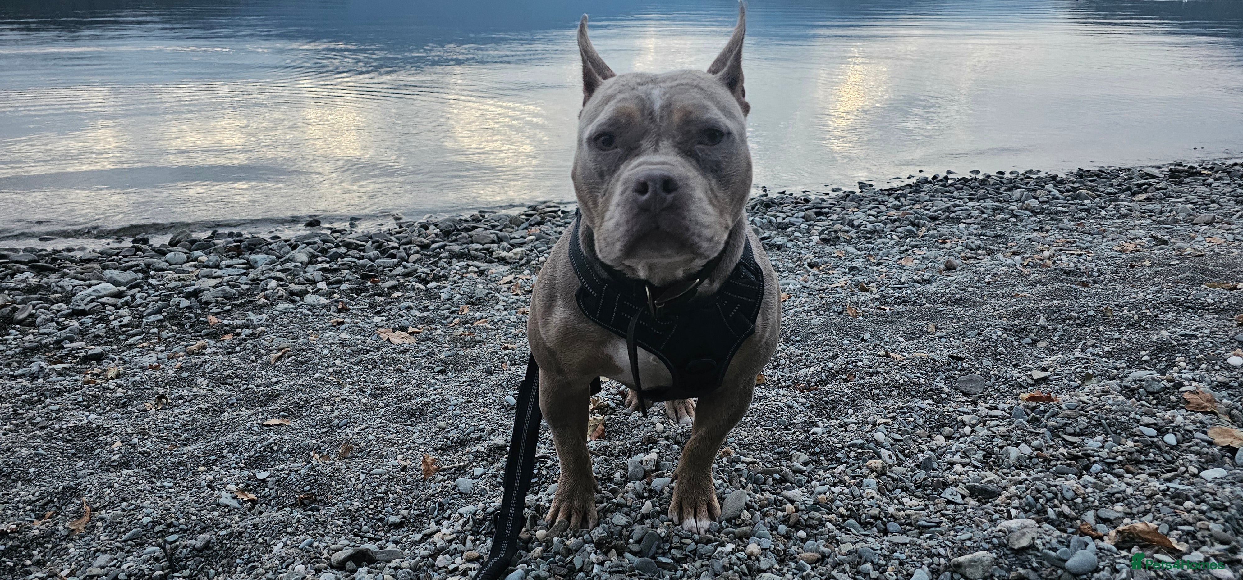 American Bully dogs Marley - Pocket Bully - Advert 1