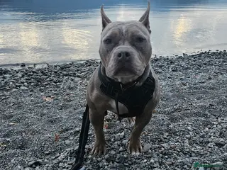 American Bully dogs Marley - Pocket Bully - Advert 1