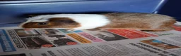 Guinea Pig rodents for sale: Mixed Breed Male Guinea Pig - Advert 2