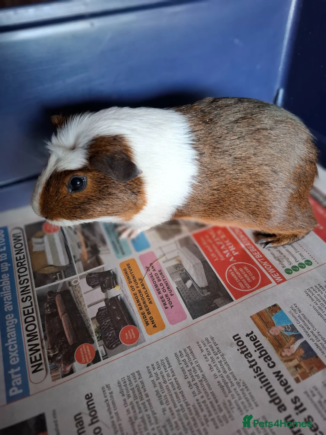 Guinea Pig rodents for sale: Mixed Breed Male Guinea Pig - Advert 2