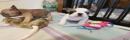 French Bulldog dogs for sale: Ms  **  KRASTA  - Advert 6