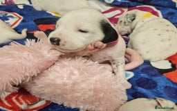 Dalmatian dogs for sale: 6 KC Dalmatian puppies Left - Image 16